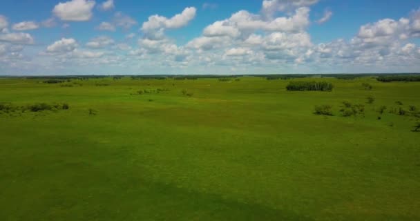 Vlucht Quadcopter Een Groene Weide Vlakte Met Zeldzame Bomen Een — Stockvideo