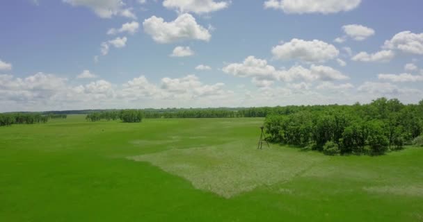 Voo Sobre Quadricóptero Sobre Prado Verde Sobre Planícies Com Árvores — Vídeo de Stock