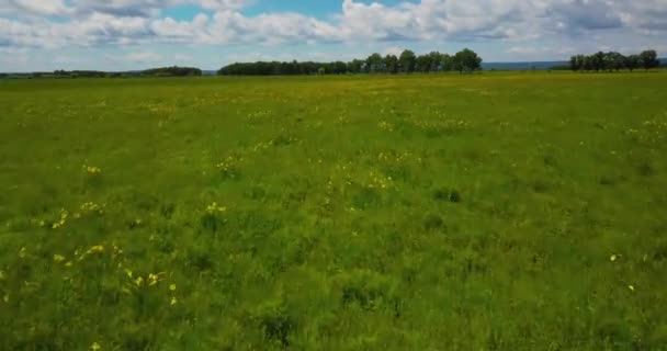 在一个阳光明媚的夏日里 飞越草草 飞越平原 有稀有的树木 — 图库视频影像