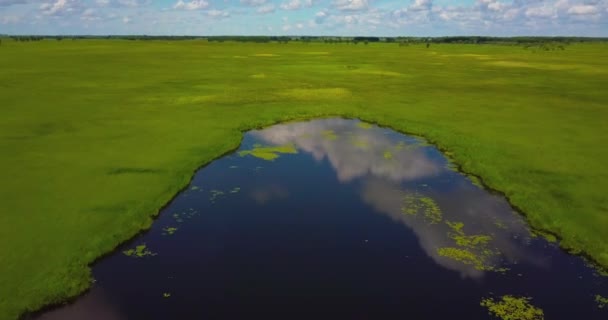 日当たりの良い夏の日に珍しい木と平野の上の湖と緑の草原を Quadcopter 以上のフライト — ストック動画