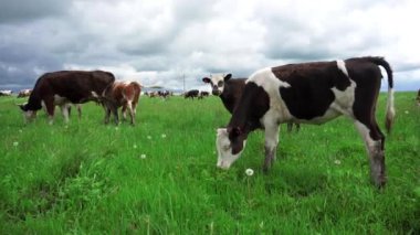 Yaz yeşil çayır üzerinde Evcil hayvan inek otlatmak