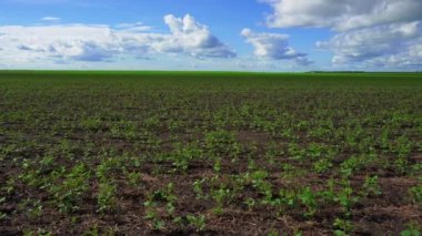 Geniş alan ile yetiştirilen soya fasulyesi ve güç hatları