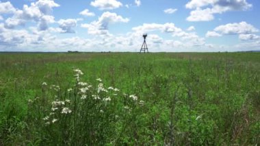 Yeşil çayır ortasında bir yapay ahşap desteği yüklü kırmızı nadir nadir kuş - uzak doğu leylek yuvası