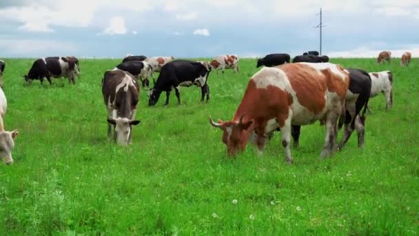 Yaz Yeşil Çayır Üzerinde Evcil Hayvan Inek Otlatmak — Stok video