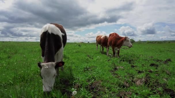 Animaux de compagnie vaches pâturent en été sur une prairie verte 