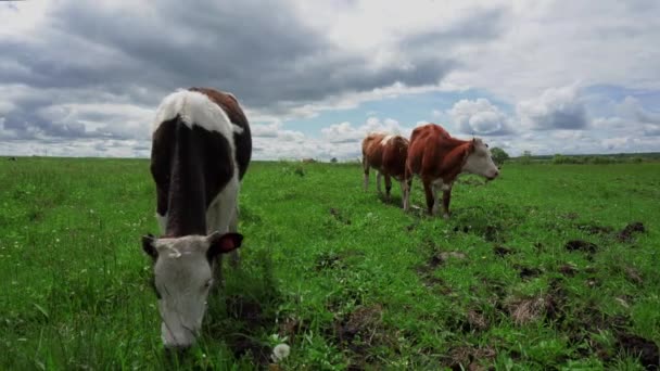 Husdjur Kor Betar Sommartid Grön Äng — Stockvideo