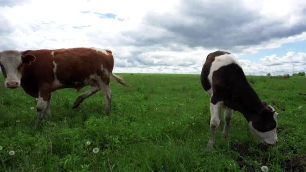 Huisdieren Koeien Grazen Zomer Een Groene Weide — Stockvideo