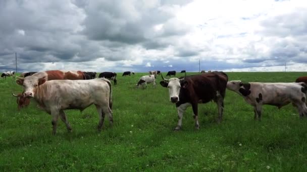 Κατοικίδια Ζώα Αγελάδες Βόσκουν Καλοκαίρι Ένα Πράσινο Λιβάδι — Αρχείο Βίντεο
