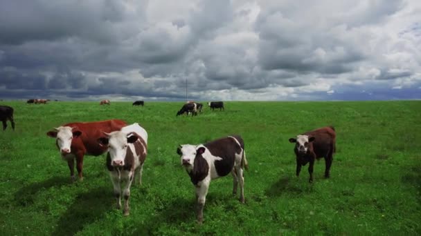 Huisdieren Koeien Grazen Zomer Een Groene Weide — Stockvideo