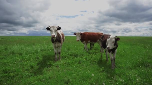 Huisdieren Koeien Grazen Zomer Een Groene Weide — Stockvideo
