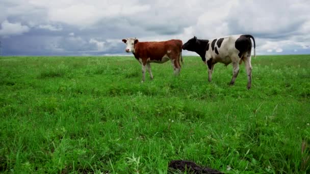 Κατοικίδια Ζώα Αγελάδες Βόσκουν Καλοκαίρι Ένα Πράσινο Λιβάδι — Αρχείο Βίντεο