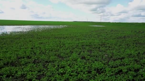 Großzügiges Feld Mit Sojabohnen Und Stromleitungen — Stockvideo