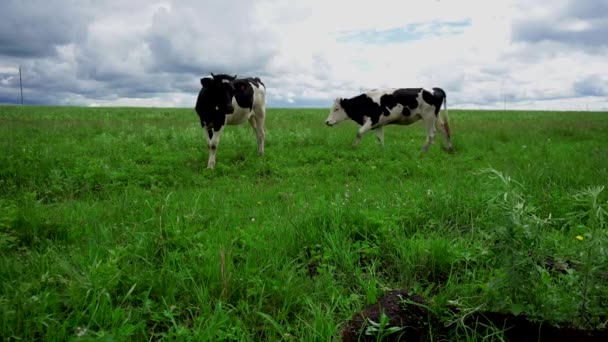 Yaz Yeşil Çayır Üzerinde Evcil Hayvan Inek Otlatmak — Stok video