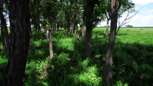 Caminhe Pela Floresta Verde — Vídeo de Stock