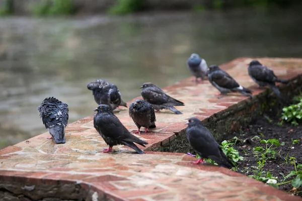 Wet pigeons are sitting on a bed