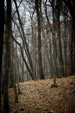 Sonbahar Orman insanlar olmadan. Kırmızı kuru yaprak ve ot.
