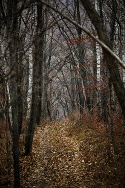 Sonbahar Orman insanlar olmadan. Kırmızı kuru yaprak ve ot.