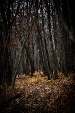 Sonbahar Orman insanlar olmadan. Kırmızı kuru yaprak ve ot.