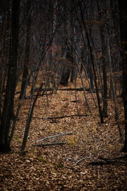 Sonbahar Orman insanlar olmadan. Kırmızı kuru yaprak ve ot.