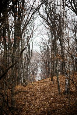 Sonbahar Orman insanlar olmadan. Kırmızı kuru yaprak ve ot.