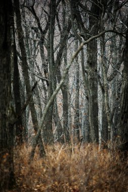 Sonbahar Orman insanlar olmadan. Kırmızı kuru yaprak ve ot.