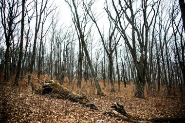 Sonbahar Orman insanlar olmadan. Kırmızı kuru yaprak ve ot.