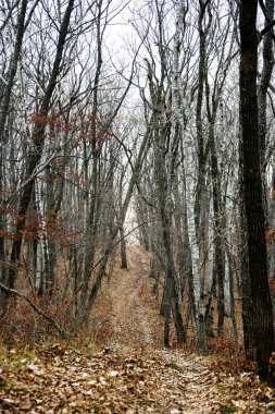Sonbahar Orman insanlar olmadan. Kırmızı kuru yaprak ve ot.