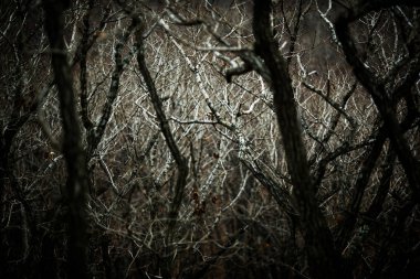 Sonbahar Orman insanlar olmadan. Kırmızı kuru yaprak ve ot.