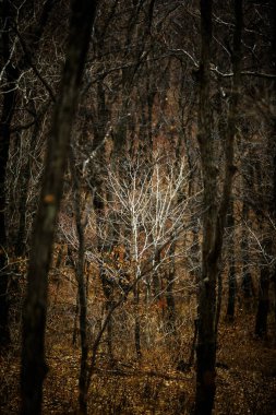 Sonbahar Orman insanlar olmadan. Kırmızı kuru yaprak ve ot.