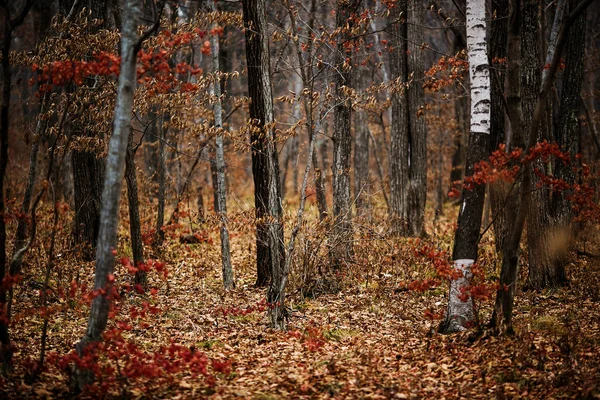秋天的森林没有人 红色干燥的叶子和草 — 图库照片