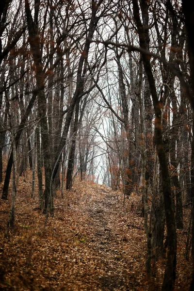 Bosque Otoño Sin Gente Hojas Rojas Secas Hierba —  Fotos de Stock