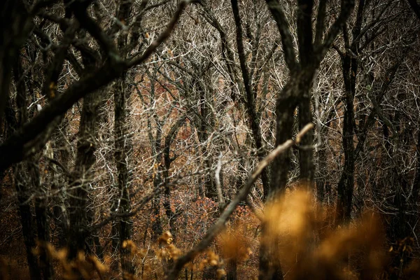 Forêt Automne Sans Personnes Feuilles Sèches Rouges Herbe — Photo