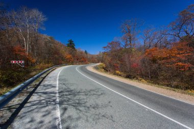 Yolun ortasında renkli bir sonbahar orman