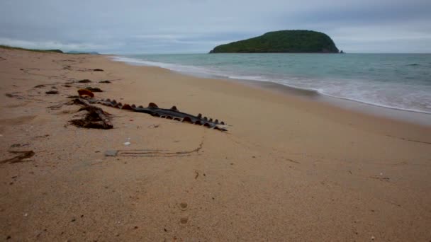 Pitoresk Adanın Vahşi Kumlu Plaja Yakın Deniz Ortasında Petrov Adası — Stok video