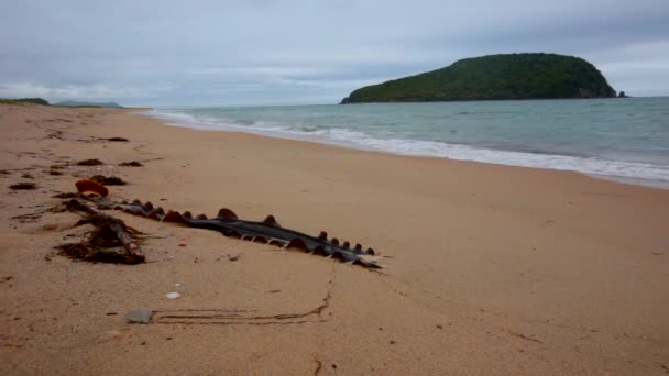 Pitoresca Ilha Meio Mar Perto Praia Areia Selvagem Ilha Petrov — Vídeo de Stock