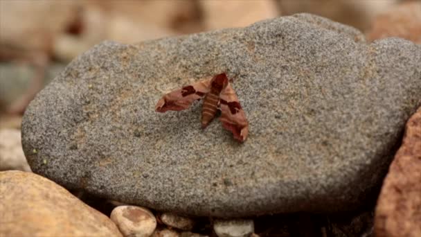Μια Μικρή Όμορφη Πεταλούδα Κάθεται Μια Πέτρα Ξηρά — Αρχείο Βίντεο