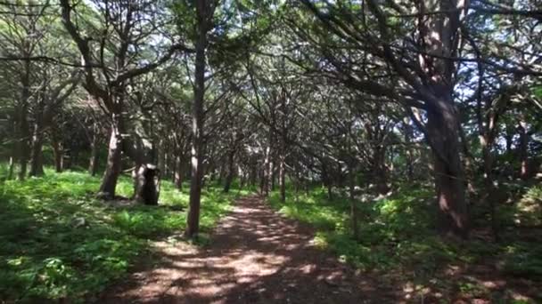 Foresta Magica Yew Grove Isole Petrov Nella Riserva Lazovsky Primorsky — Video Stock