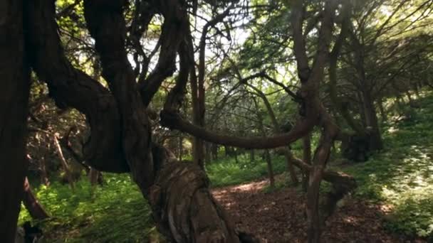 Magic Forest Yew Grove Petrov Islands Lazovsky Reserve Primorsky Krai — Stock Video