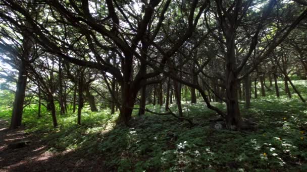 Magic Forest Yew Grove Ilhas Petrov Reserva Lazovsky Primorsky Krai — Vídeo de Stock