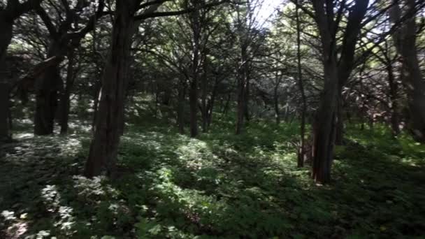 Magic Forest Tis Grove Petrov Ostrovy Lazovsky Rezervy Primorského — Stock video