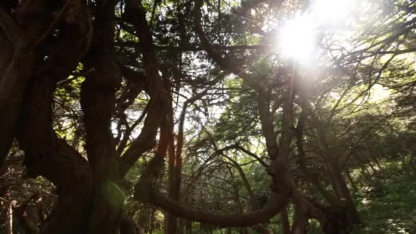 Magic Forest Yew Grove Petrov Islands Lazovsky Reserve Primorsky Krai — Stock Video