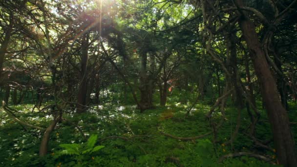 Magic Forest Yew Grove Petrov Islands Lazovsky Reserve Primorsky Krai — Stock Video