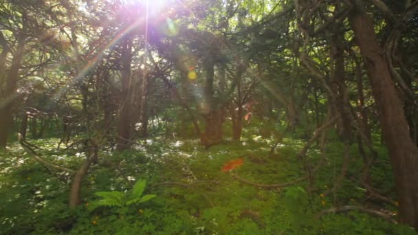 Magic Forest Yew Grove Petrov Islands Lazovsky Reserve Primorsky Krai — Stock Video