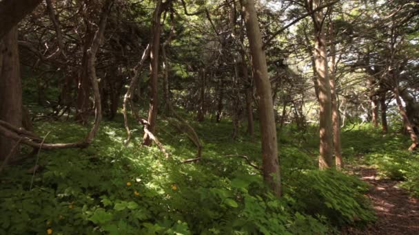 Foresta Magica Yew Grove Isole Petrov Nella Riserva Lazovsky Primorsky — Video Stock