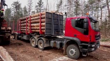 Primorsky Krai, 2019 - günlük şirket. Taze doğranmış ahşap vagon yükler yükleyici. 4 k. Felled ağaçlar bir kamyona yüklenen.