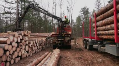 Primorsky Krai, 2019 - günlük şirket. Taze doğranmış ahşap vagon yükler yükleyici. 4 k. Felled ağaçlar bir kamyona yüklenen.
