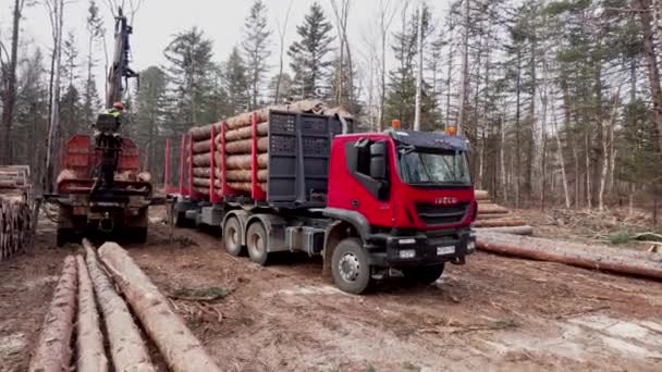 Primorsky Krai 2019 Logging Company Loader Loads Wagon Freshly Chopped — Stock Video