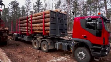 Günlük kaydı şirket. Taze doğranmış ahşap vagon yükler yükleyici. 4 k. Felled ağaçlar bir kamyona yüklenen.