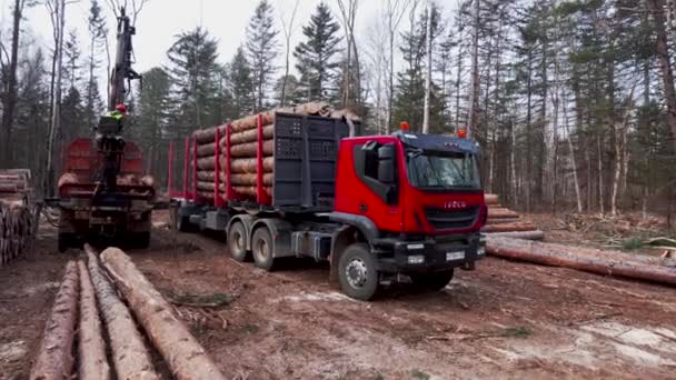 日志记录公司 装载机用刚切碎的木头装货车 被砍伐的树木被装上卡车 — 图库视频影像