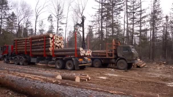Companhia Madeireira Carregador Carrega Vagão Com Madeira Recém Picada Árvores — Vídeo de Stock